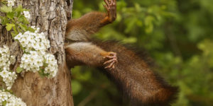 Comedy Wildlife Photography Finalists 2024 28