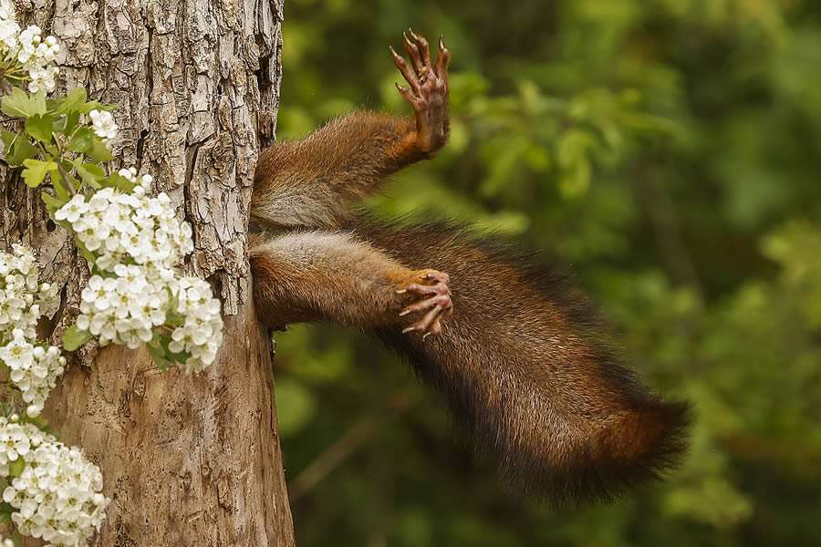 Comedy Wildlife Photography Finalists 2024 28