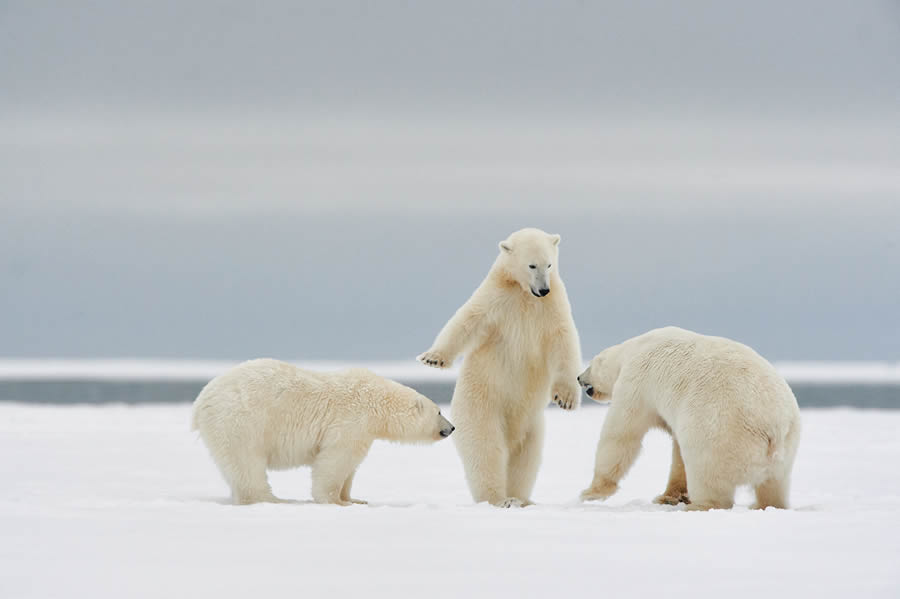 Comedy Wildlife Photography Finalists 2024 29