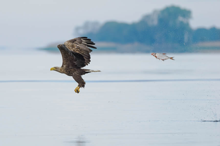 Comedy Wildlife Photography Finalists 2024 30