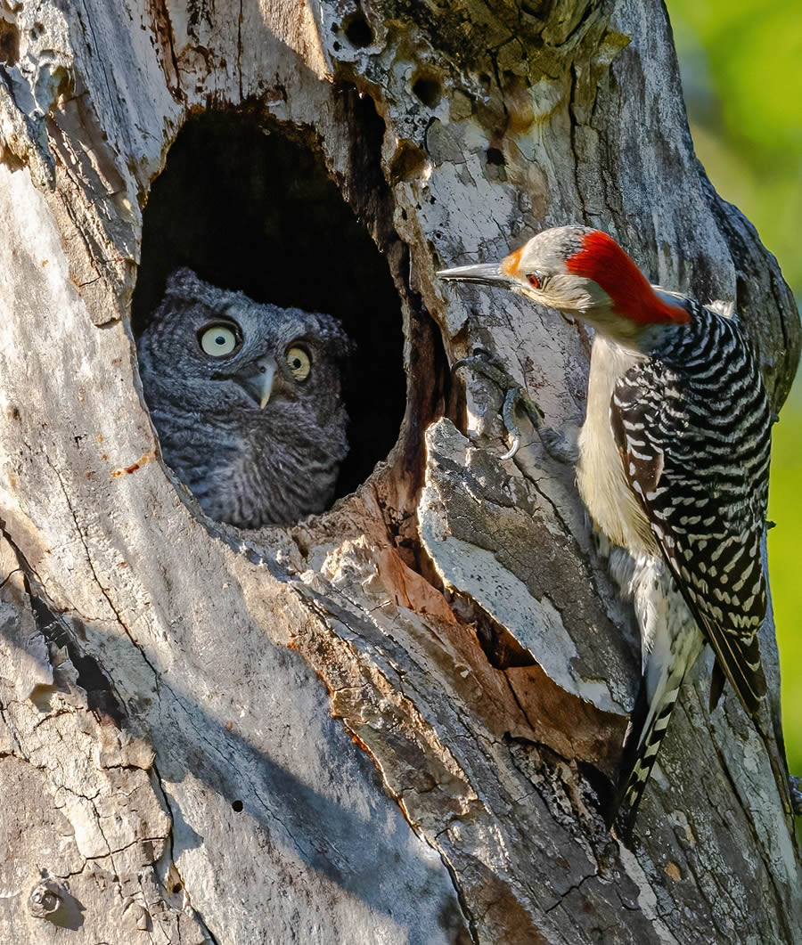 Comedy Wildlife Photography Finalists 2024 32