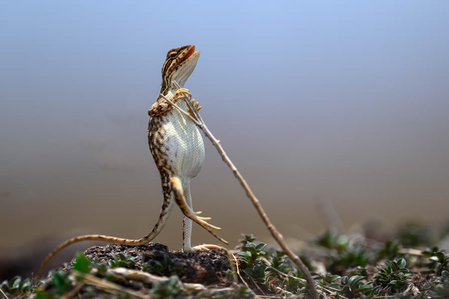 Comedy Wildlife Photography Finalists 2024 33