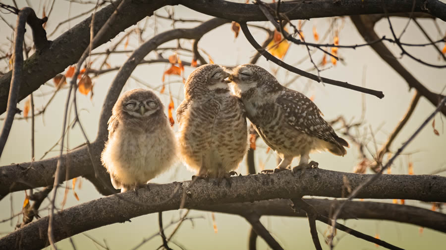 Comedy Wildlife Photography Finalists 2024 35