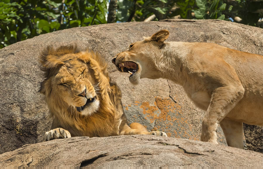 Comedy Wildlife Photography Finalists 2024 36