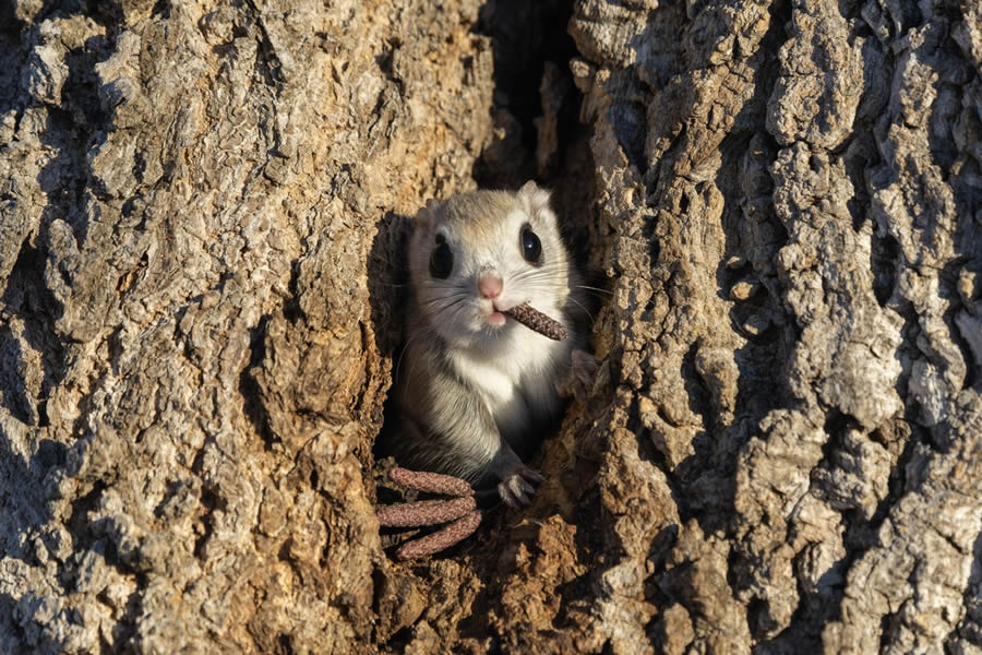 Comedy Wildlife Photography Finalists 2024 37