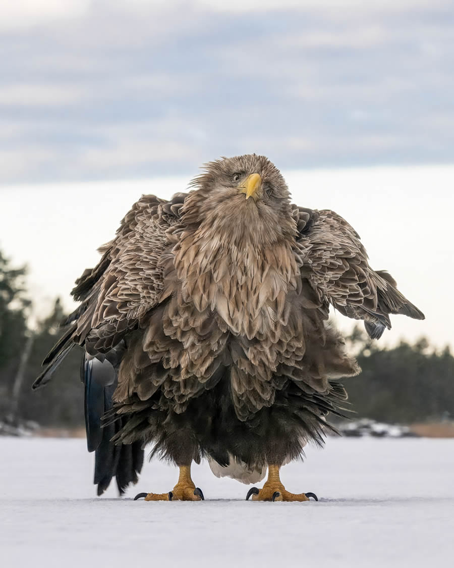 Comedy Wildlife Photography Finalists 2024 38