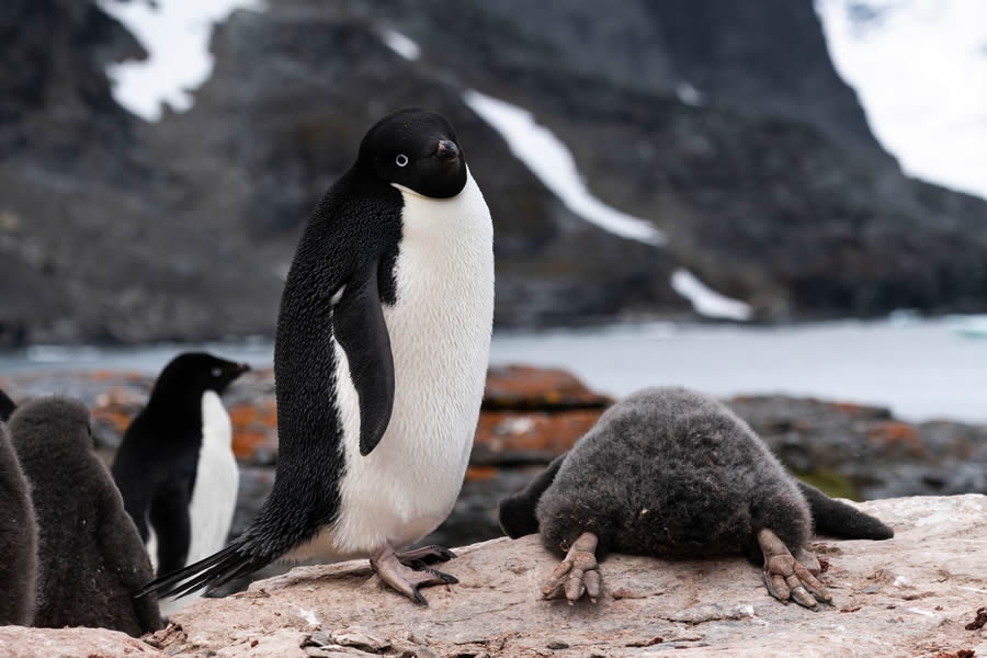 Comedy Wildlife Photography Finalists 2024 40