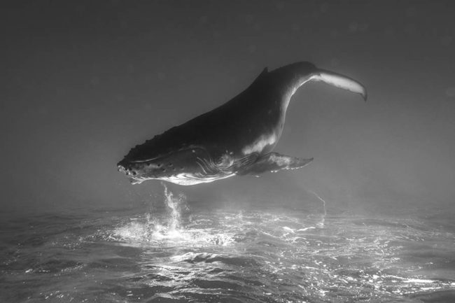 Fantastic Winning Photos From The 2024 Monovisions Black And White ...