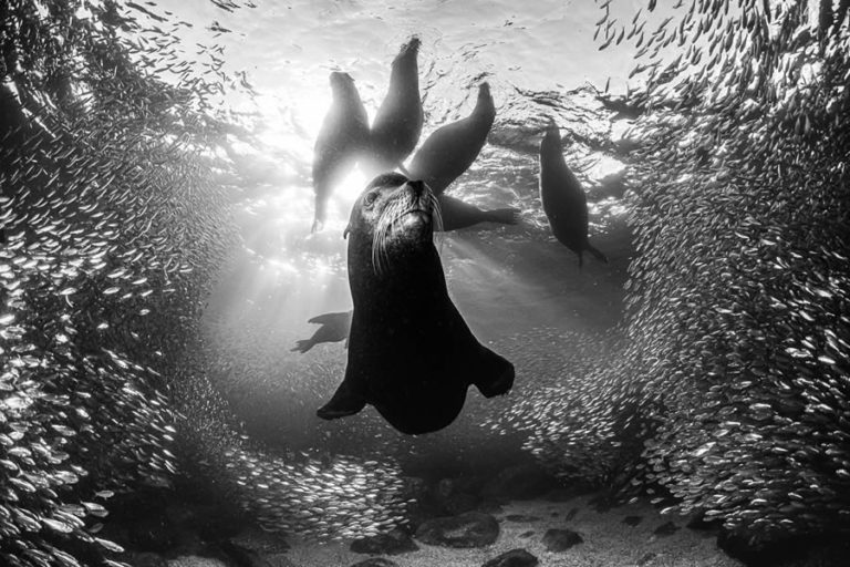 Fantastic Winning Photos From The 2024 Monovisions Black And White ...