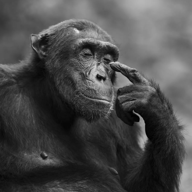 Fantastic Winning Photos From The 2024 Monovisions Black And White ...