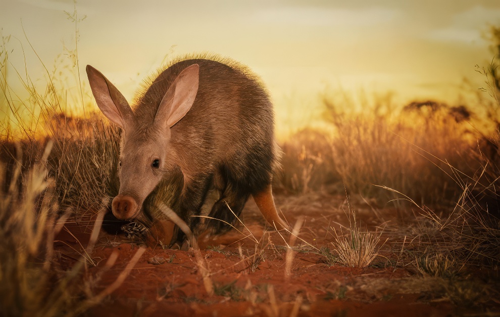 Nature Photographer Ttl 2024 Winners 06