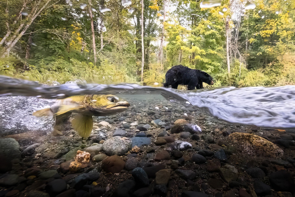 Nature Photographer Ttl 2024 Winners 13