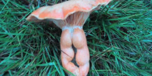 Natures Butts Calendar10