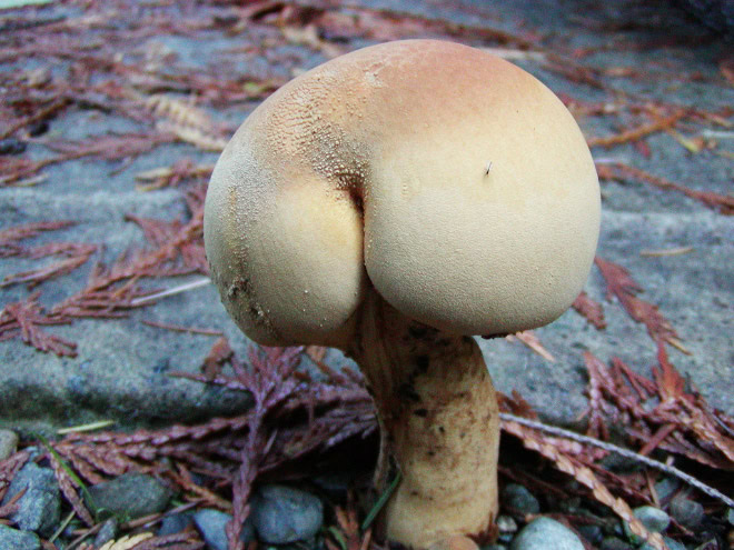 Natures Butts Calendar3