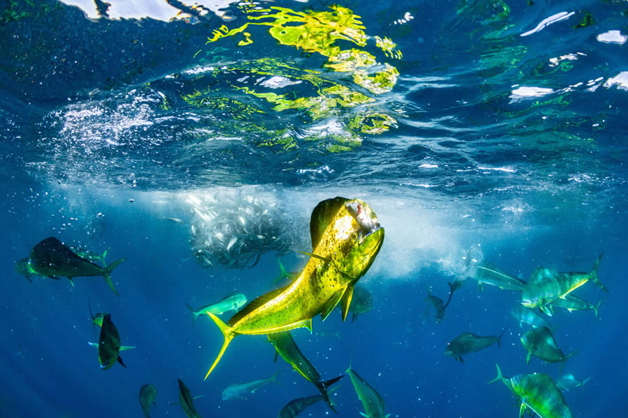 Ocean Photographer Of The Year Awards 2024 Winners 04