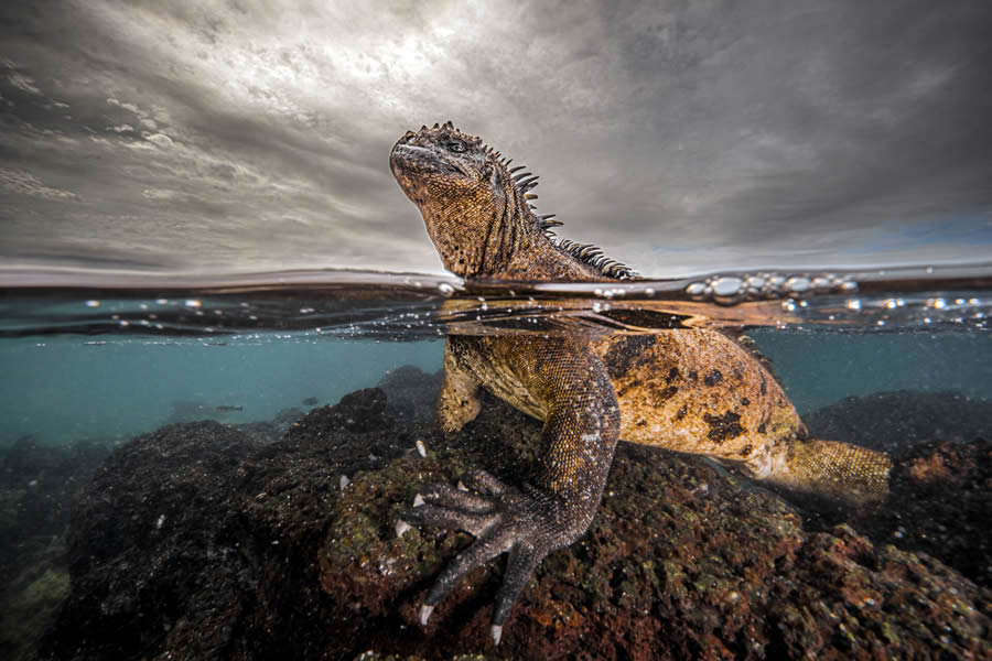 Ocean Photographer Of The Year Awards 2024 Winners 05