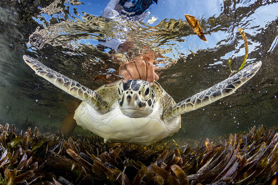 Ocean Photographer Of The Year Awards 2024 Winners 16