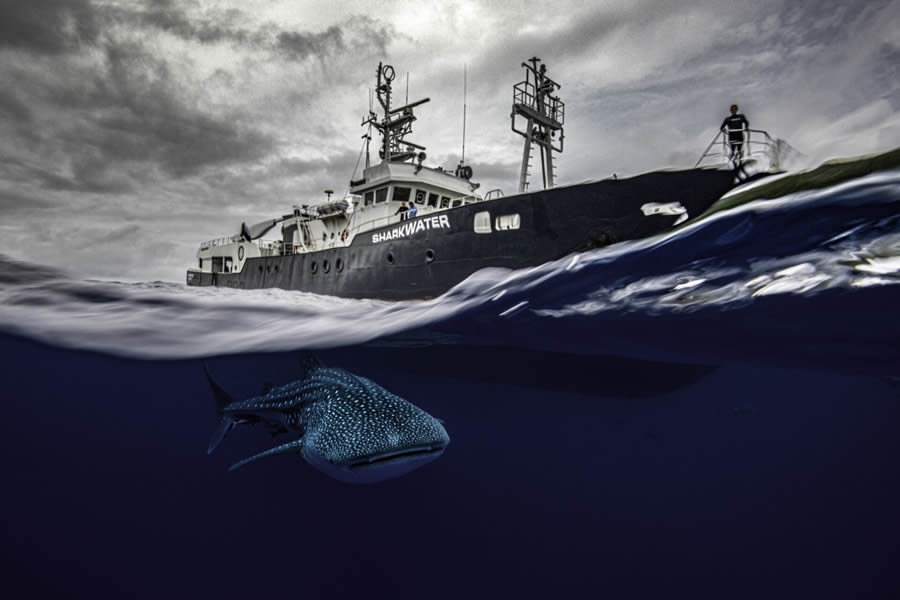 Ocean Photographer Of The Year Awards 2024 Winners 17