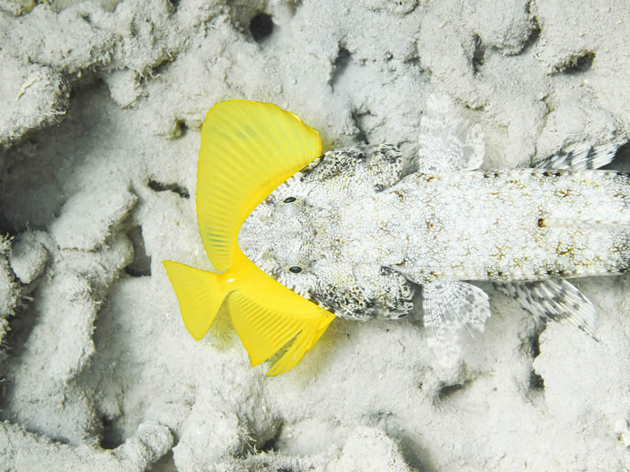 Ocean Photographer Of The Year Awards 2024 Winners 23