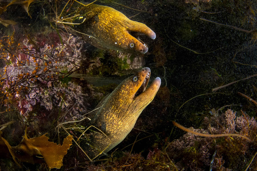 Ocean Photographer Of The Year Awards 2024 Winners 24