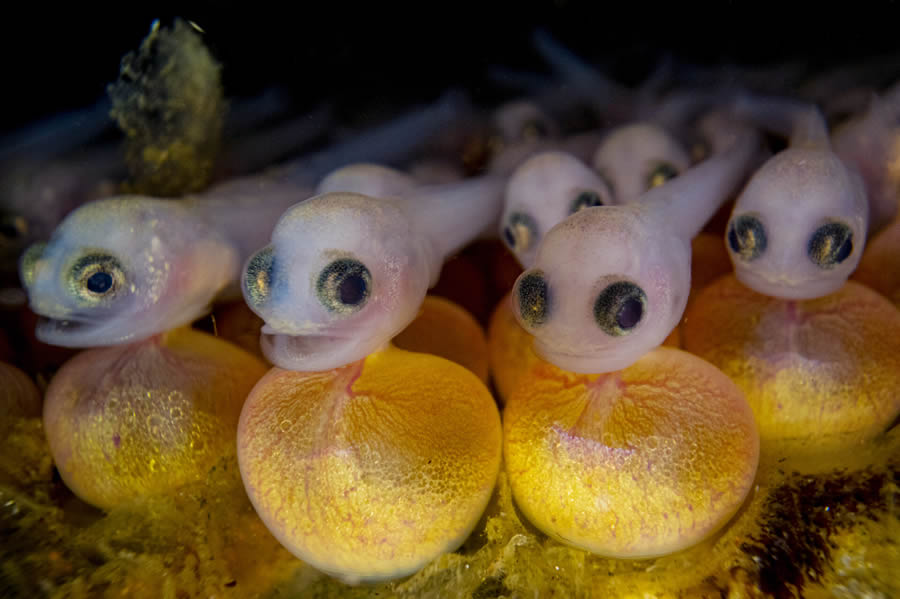 Ocean Photographer Of The Year Awards 2024 Winners 25