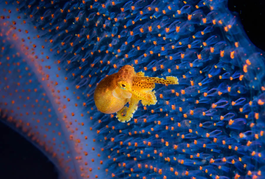 Ocean Photographer Of The Year Awards 2024 Winners 26