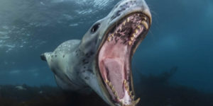 Ocean Photographer Of The Year Awards 2024 Winners 27