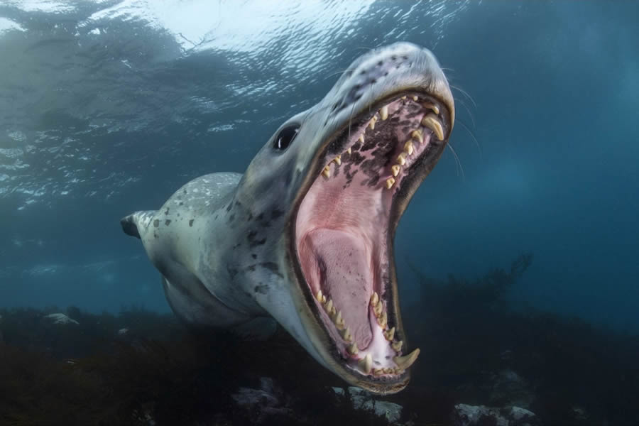 Ocean Photographer Of The Year Awards 2024 Winners 27