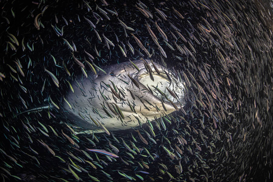 Ocean Photographer Of The Year Awards 2024 Winners 28