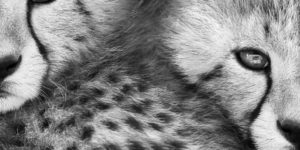 Refocus Black And White Photography Awards 03 