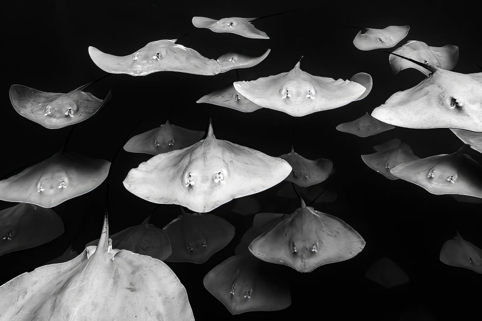 Premios Refocus de Fotografía en Blanco y Negro 28 