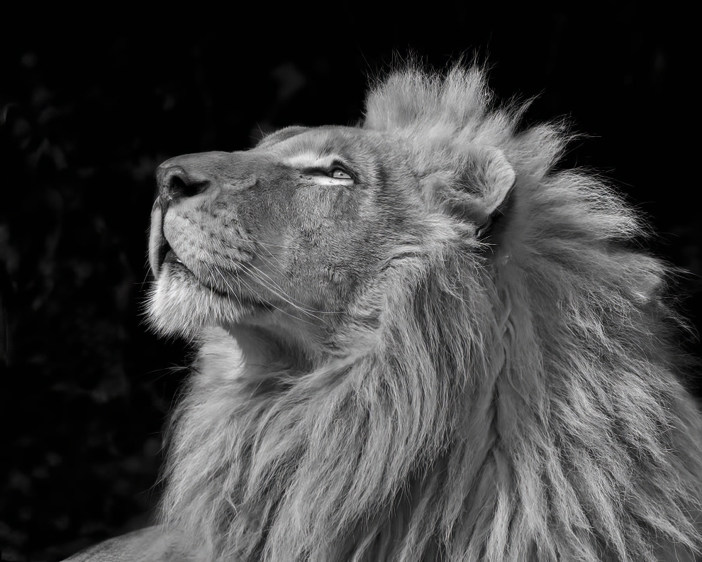 Refocus 40º Premios de Fotografía en Blanco y Negro 