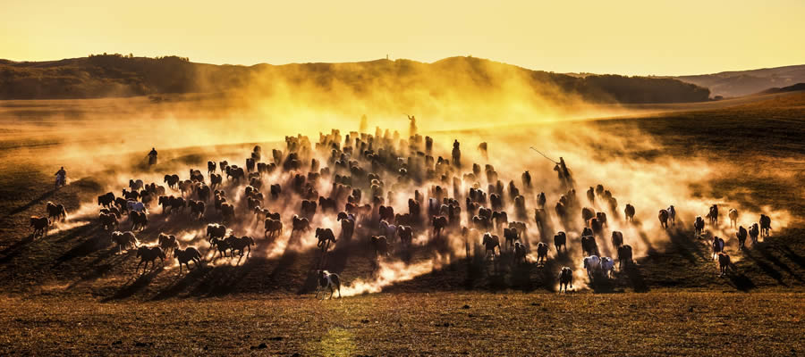 Tokyo Awards Nature Photography Winners 01