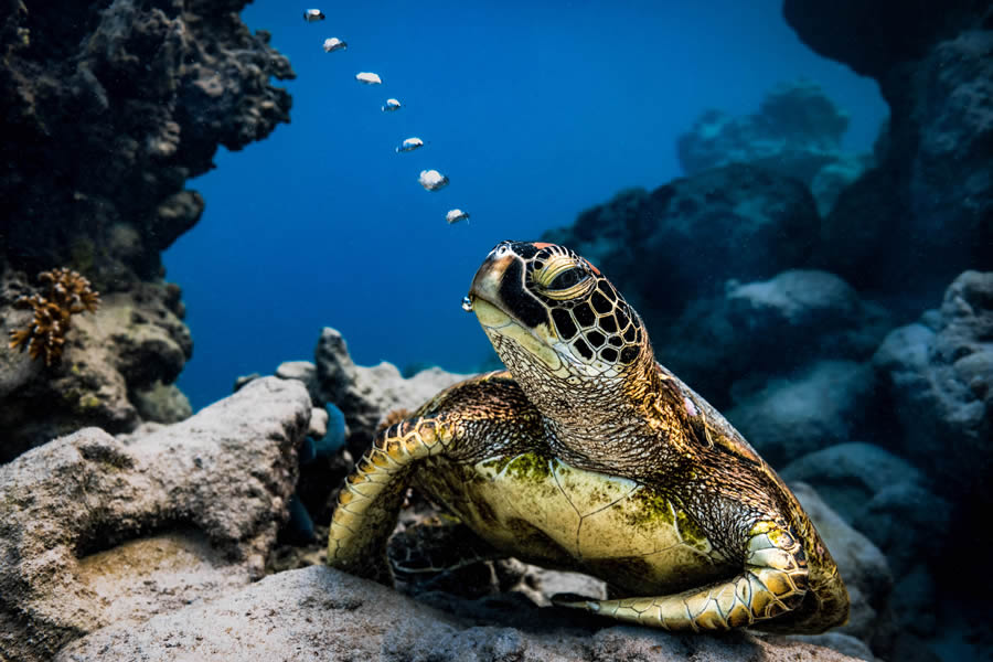 Tokyo Awards Nature Photography Winners 09