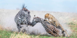 Tokyo Awards Nature Photography Winners 10