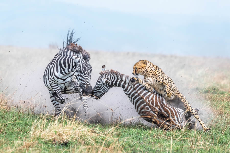 Tokyo Awards Nature Photography Winners 10