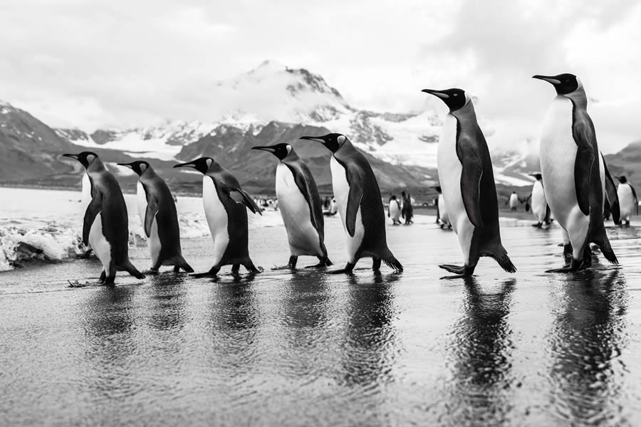 Tokyo Awards Nature Photography Winners 11