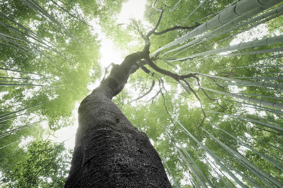 Tokyo Awards Nature Photography Winners 15