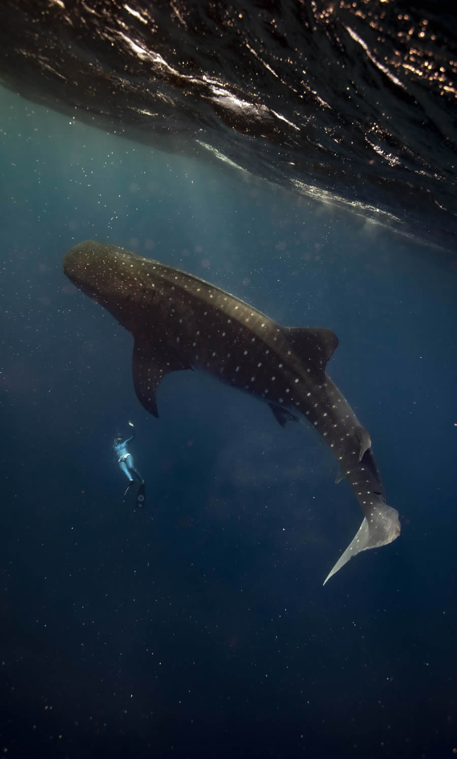 Tokyo Awards Nature Photography Winners 16