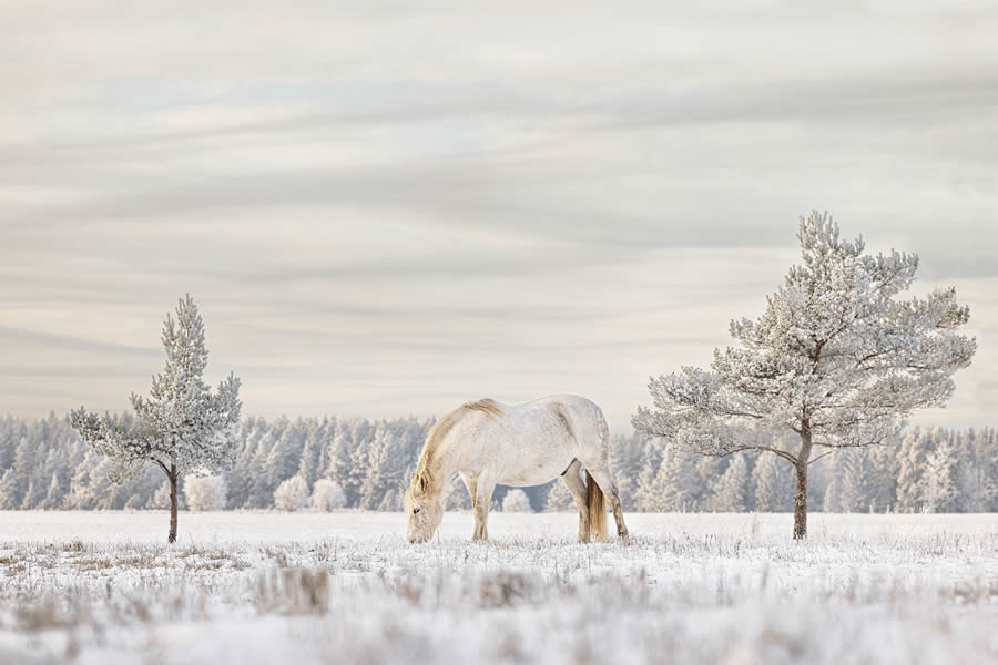 Tokyo Awards Nature Photography Winners 19