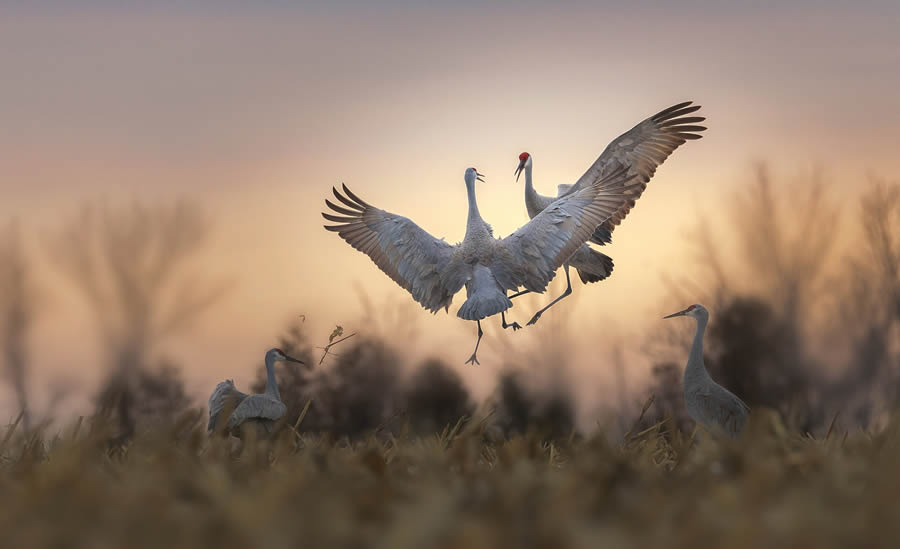 Tokyo Awards Nature Photography Winners 20