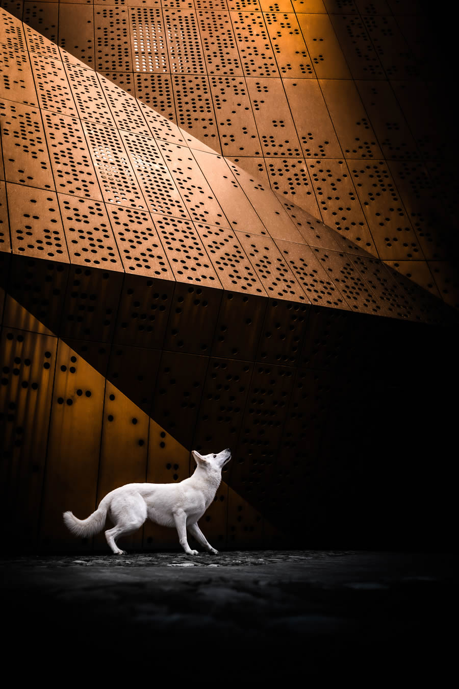 Dog Photography Awards 2024 Winners 01