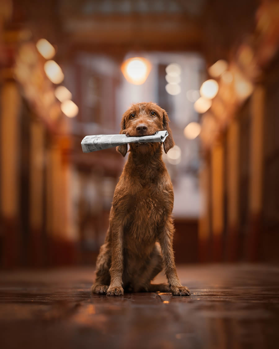 Dog Photography Awards 2024 Winners 03