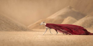 Dog Photography Awards 2024 Winners 04