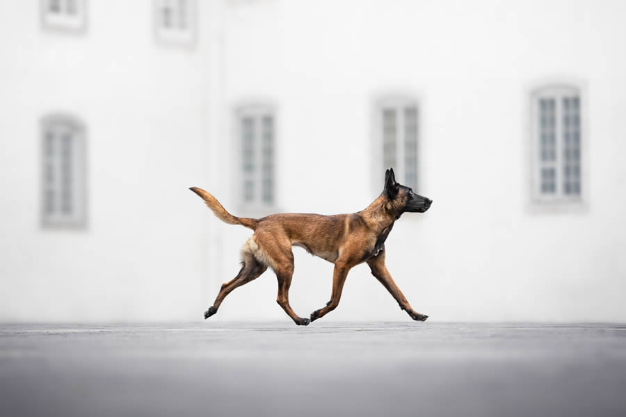 Dog Photography Awards 2024 Winners 06