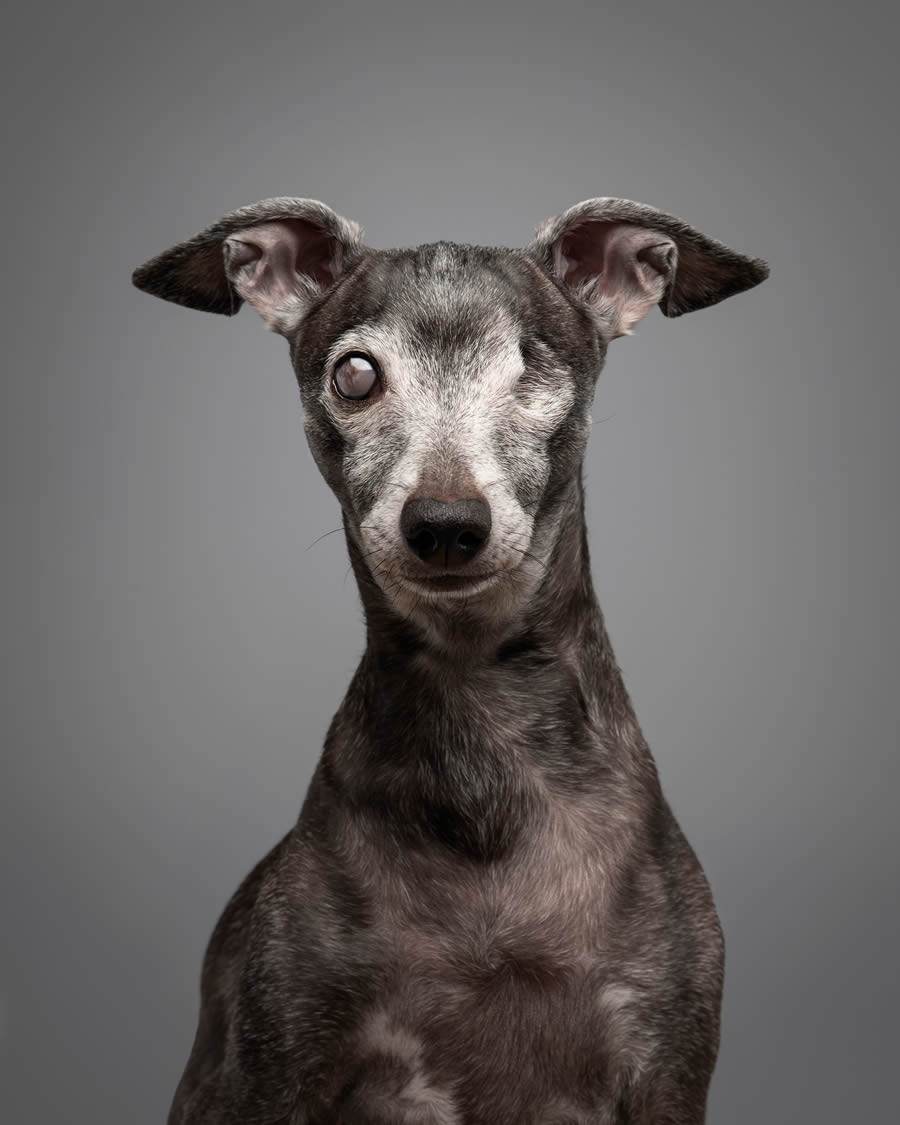 Dog Photography Awards 2024 Winners 09