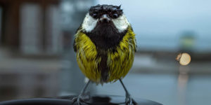 Gdt European Nature Photographer Award Winners 2024 03 1080