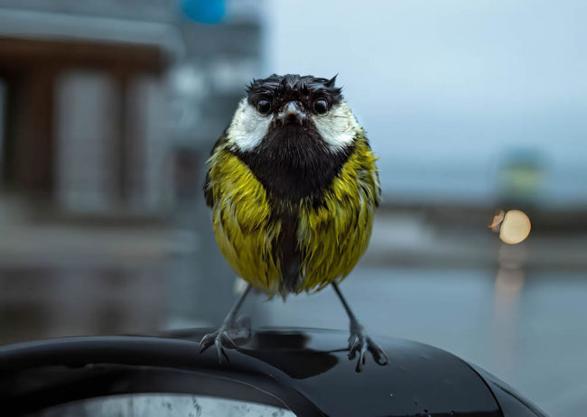 Gdt European Nature Photographer Award Winners 2024 03 1080