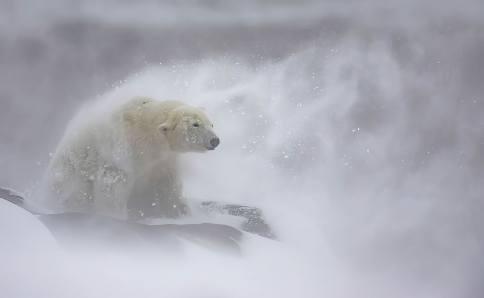 Gdt European Nature Photographer Award Winners 2024 05 1080