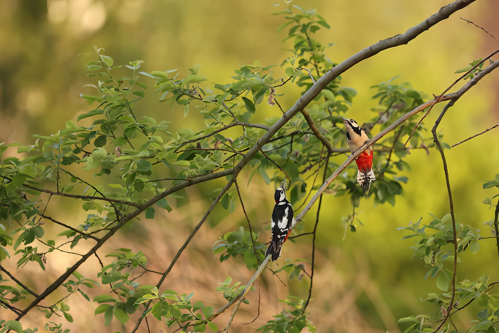 Gdt European Nature Photographer Award Winners 2024 19 1080